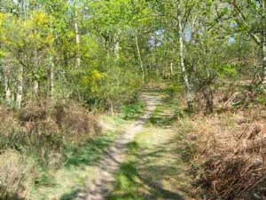 Un chemin de randonnée