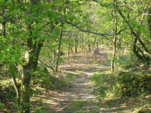 Un chemin de randonnée